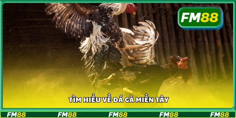 Tìm hiểu về đá gà miền Tây