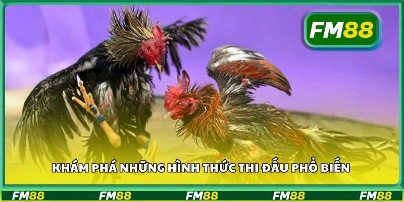 Khám phá những hình thức thi đấu phổ biến