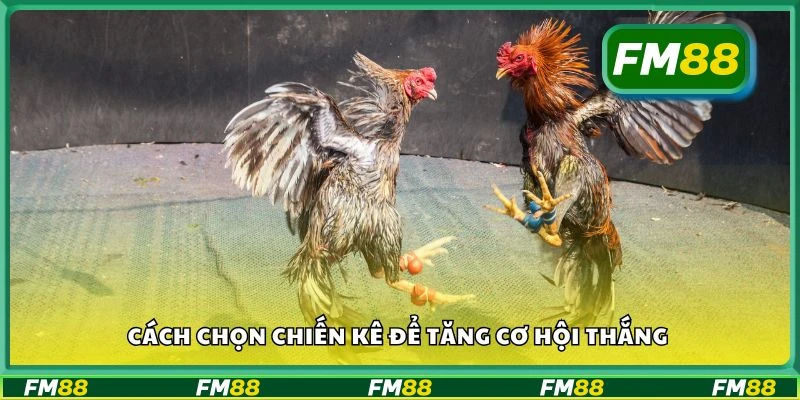 Cách chọn chiến kê để tăng cơ hội thắng