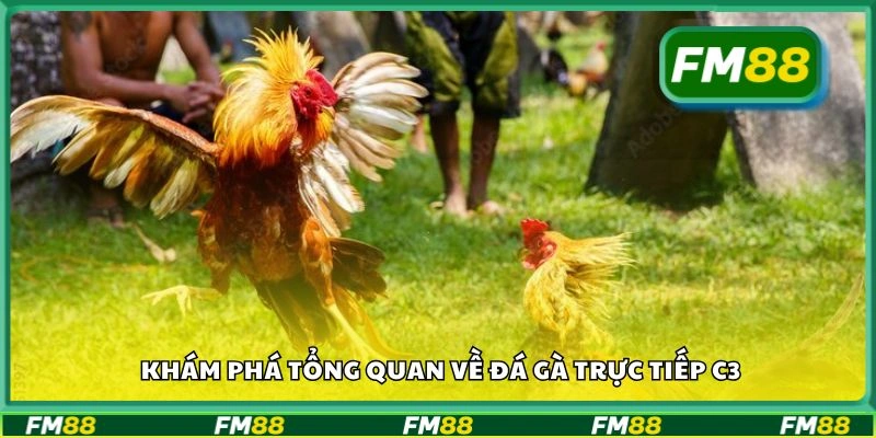 Khám phá tổng quan về đá gà trực tiếp C3