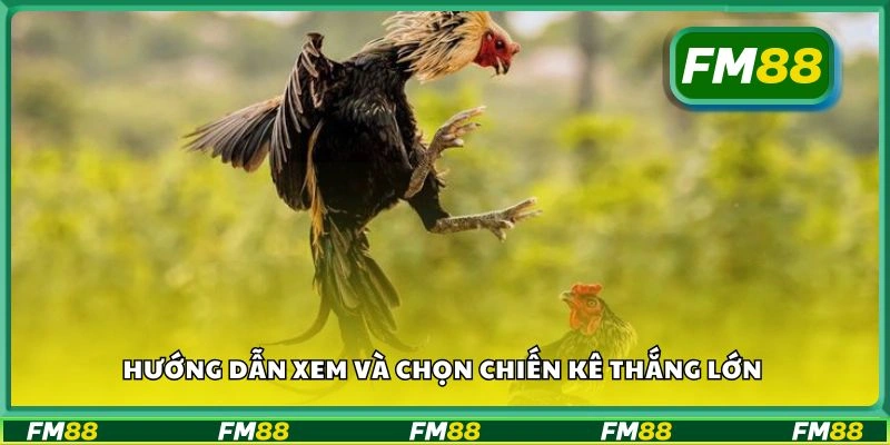 Hướng dẫn xem và chọn chiến kê thắng lớn