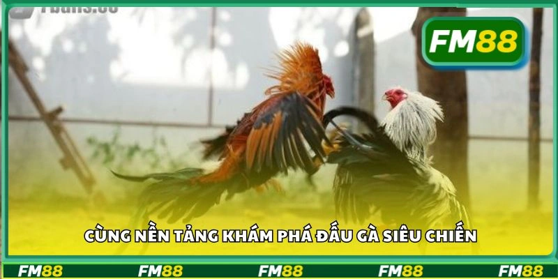 Cùng nền tảng khám phá đấu gà siêu chiến