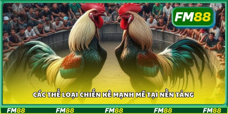Các thể loại chiến kê mạnh mẽ tại nền tảng