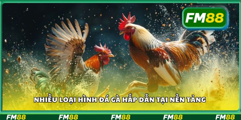 Nhiều loại hình đá gà hấp dẫn tại nền tảng
