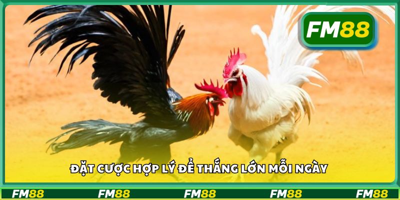 Đặt cược hợp lý để thắng lớn mỗi ngày
