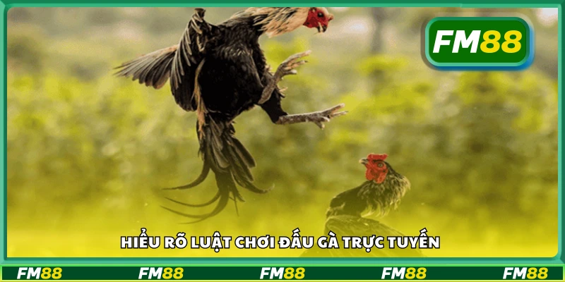 Tìm hiểu quy tắc và cách chơi cơ bản trong đấu gà online