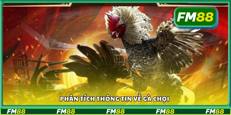 Cách đánh giá và phân tích các yếu tố của gà chiến thắng nhanh