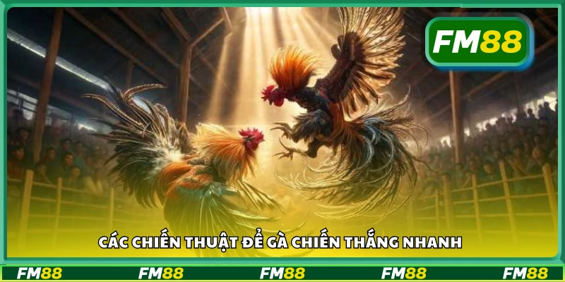 Chiến thuật giúp gà giành ưu thế và thắng nhanh trong trận