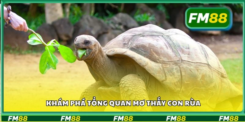 Khám phá tổng quan mơ thấy con rùa