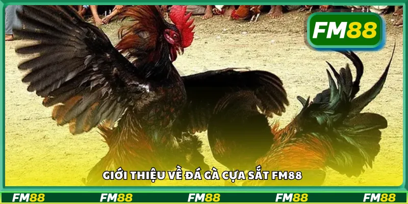 Đá gà cựa sắt FM88 là gì?