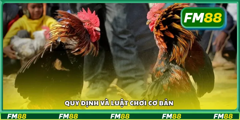 Luật chơi và những quy định cần biết khi đá gà cựa sắt