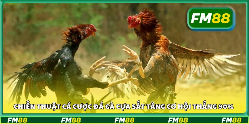 Mẹo cược đá gà giúp nâng cao tỷ lệ thắng vượt trội